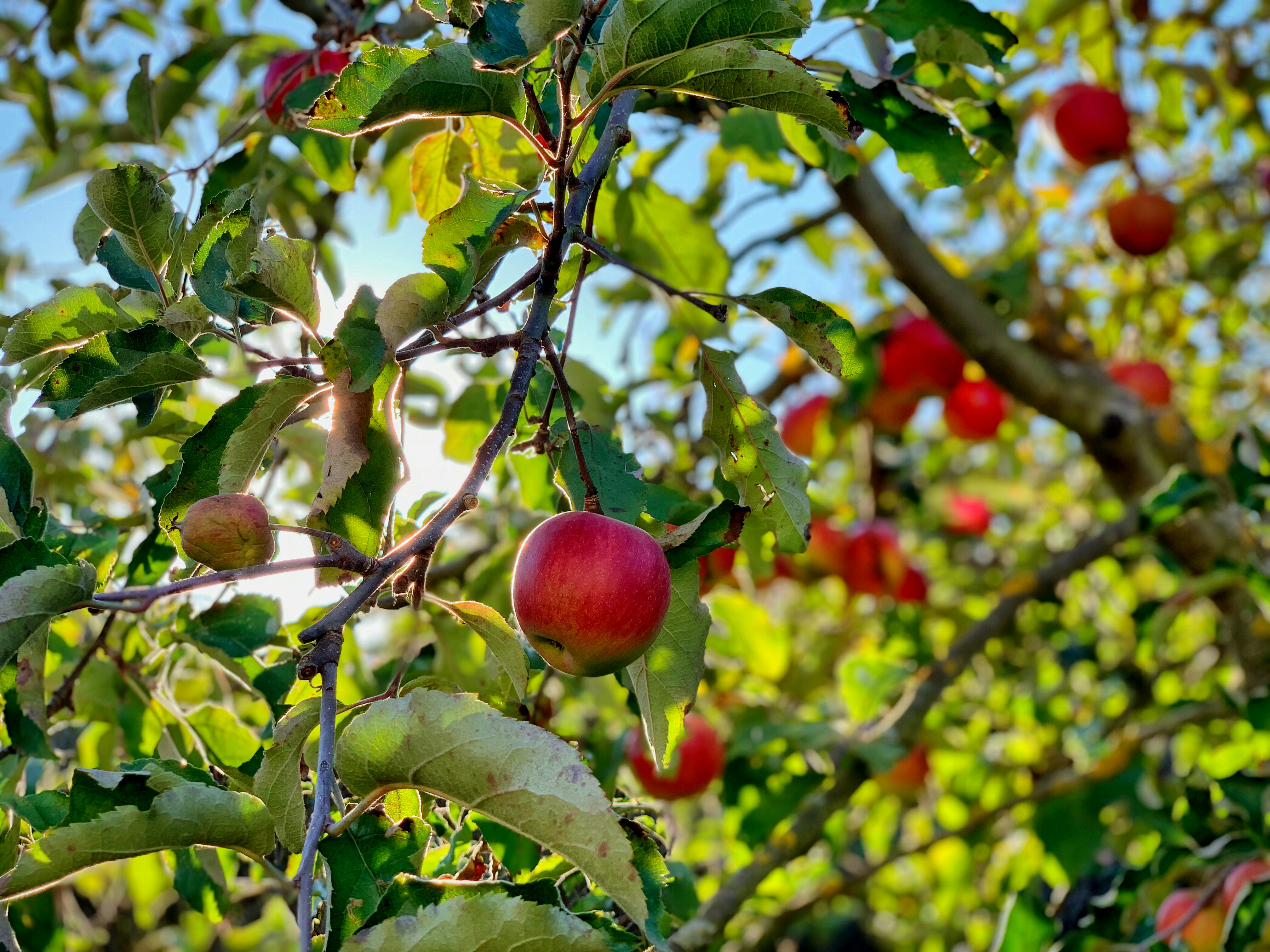 Streuobst Äpfel am Baum